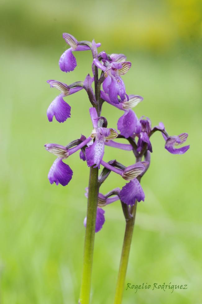 Imagen 16 de la galería de Orquideas